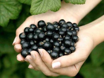 Советы садоводам: как правильно выращивать черную смородину в саду